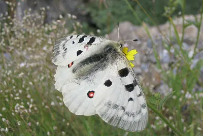 Papillon Grand Apollon jigsaw puzzle
