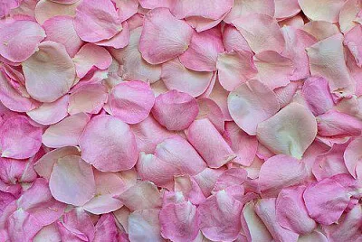 Toy jigsaw puzzle