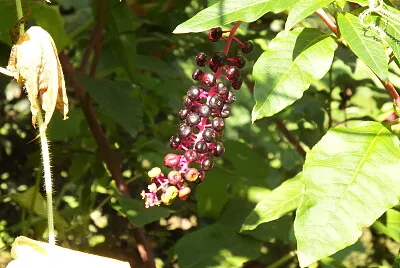 influorescenza velenosa