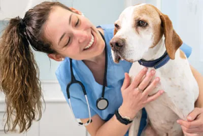 veterinaria jigsaw puzzle