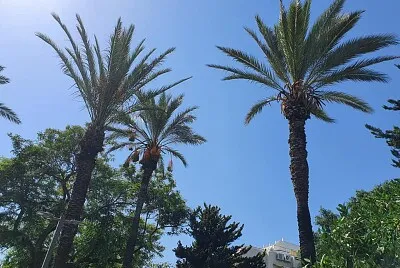 Palm trees