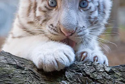 Tigre bebe jigsaw puzzle