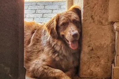 Chien jigsaw puzzle