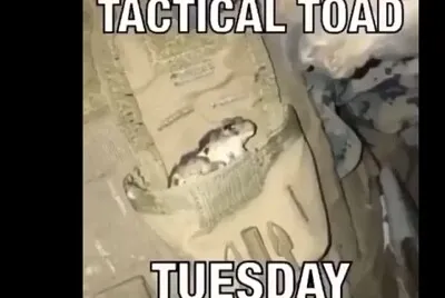 Tactical toad