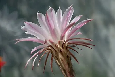 kaktus