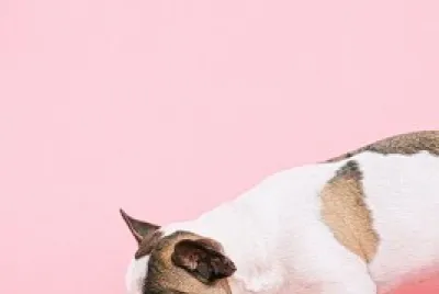 perro pensando jigsaw puzzle