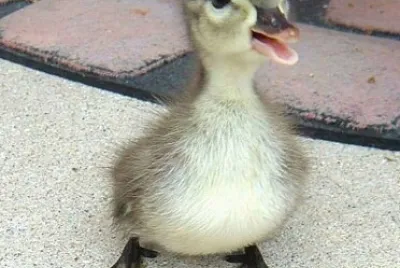פאזל של Pato bebe