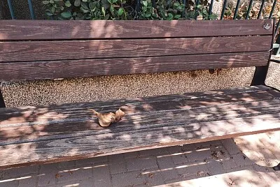 bench