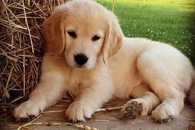 perrito ambar