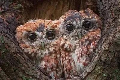 animales