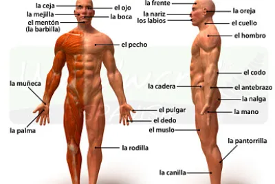 cuerpo humano