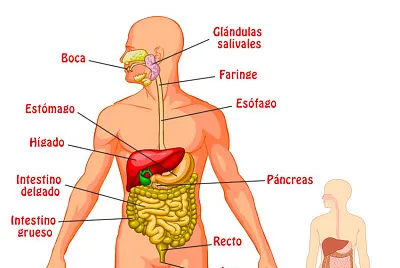 arma el rompecabezas sobre el Sistema Digestivo jigsaw puzzle