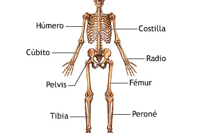 El esqueleto humano jigsaw puzzle