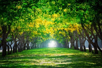 Green and gold tree cathedral