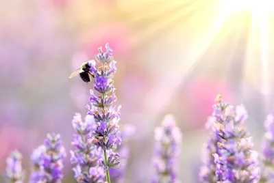 Bee on lavender