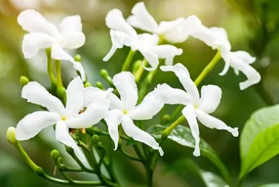 Jasmine