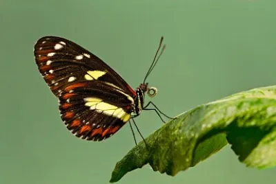 Brown Butterfly jigsaw puzzle