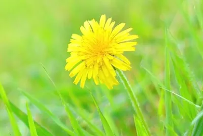 Dandelion in Lawn