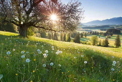 Nature jigsaw puzzle