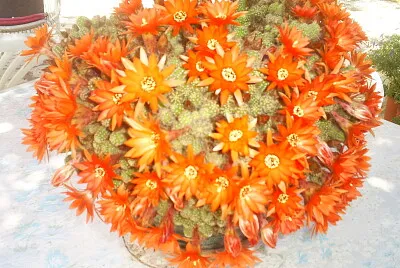 il est magnifique mon cactus