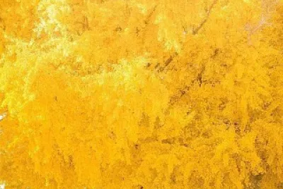 Yellow Tree
