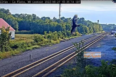 Bird in Flight over the tracks at La Plata,MO/USA