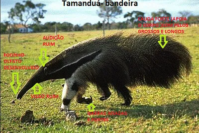 Tamanduá- bandeira zoo