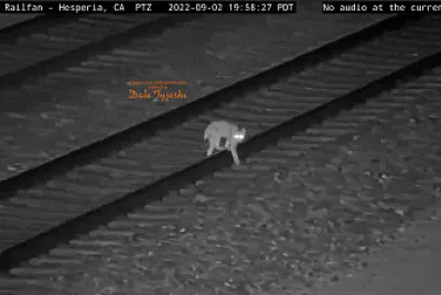 Bobcat crossing the tracks at night, in the Califoina desert