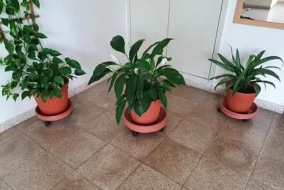 plants