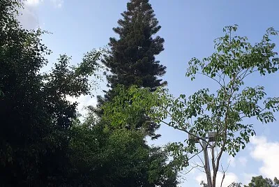 שמירת התרגום trees