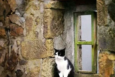 gato