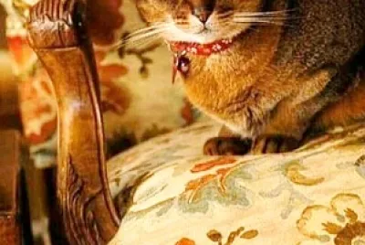 gato