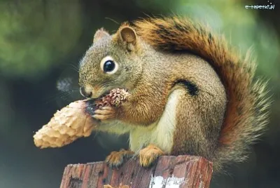 Ecureuil et pomme de pin jigsaw puzzle