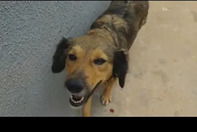 PELINHO