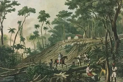 Derrubada de uma floresta