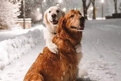 Golden love