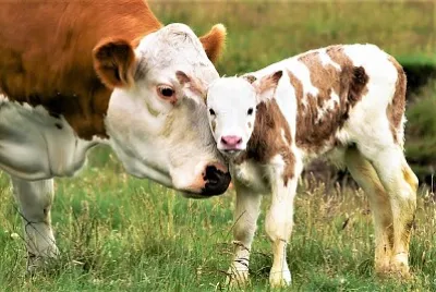 mom #356