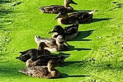 Canards jigsaw puzzle