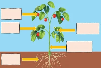 planta jigsaw puzzle