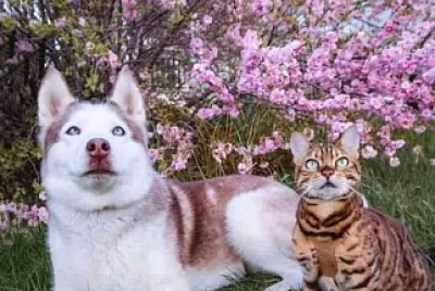 animales jigsaw puzzle