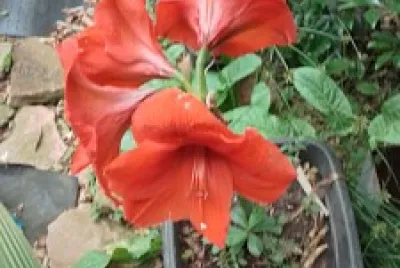 FLOR