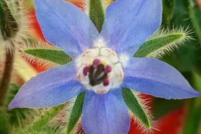 Fleur
