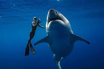 tubarão jigsaw puzzle