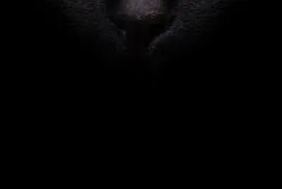 A cat