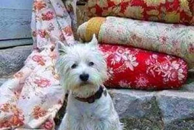 perro jigsaw puzzle