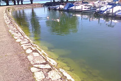 Auvernier petits cygnes