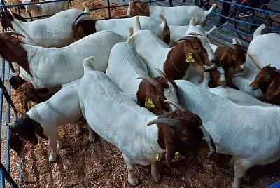 פאזל של Cabras e Bodes