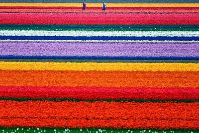 Tulipanes jigsaw puzzle
