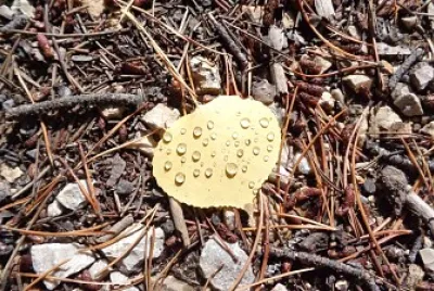 Aspen Leaf jigsaw puzzle