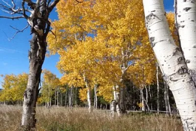 Aspens on Casper Mountain